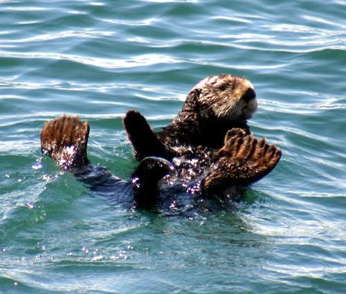 A Sea Otter:  Sea otters are a “keystone species” within the kelp forest community, as they control: the red sea urchin population, effectively keeping the entire ecosystem in balance. Text and Photograph courtesy of NOAA's National Ocean Service